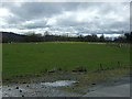 Grazing near Netherview Cottage