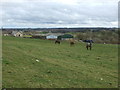 Grazing towards Coneypark Farm