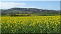 Oilseed rape in Putley Green