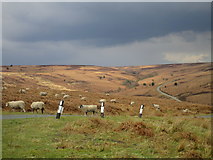 SE8098 : Sheep on Wheeldale Moor by Jonathan Thacker
