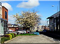 April blossom, Glyndwr Road, Cwmbran town centre