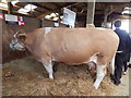 Cow at Suffolk Show