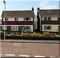 Tulips in The Alders, Llanyravon, Cwmbran