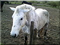 Horse in a field near to Mount Pleasant