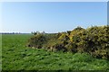 Gorse coming into flower