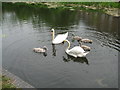 SK0403 : Swan canal sextet - Walsall Wood, Staffordshire by Martin Richard Phelan