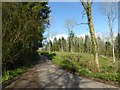 Road through Graig Wood