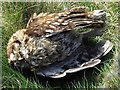 NZ1266 : Death of a tawny owl by Andrew Curtis