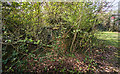 WWII Hampshire: environs of Havant & Emsworth - Comley Hill area pillbox no. 1 (7)