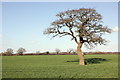 SJ5361 : Tiverton Tree by Jeff Buck