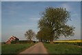 House and trees on Metheringham Fen Lane (2)