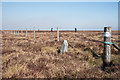 NY8946 : Fence crossing moorland replacing a wall along Nookton Edge by Trevor Littlewood