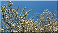 TQ2897 : Apple Blossom, Trent Park, Enfield by Christine Matthews