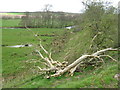 NN9316 : Fallen roadside tree by M J Richardson