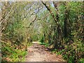 Footpath to Broadmere Common