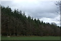 Small woodland near Seafield