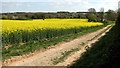 Flowering oilseed rape crop west of Folly Lane