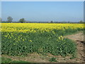 SO9156 : Oilseed rape crop, Cowle Green by JThomas