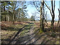 Approaching open heathland on Ashdown Forest