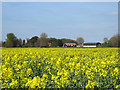 Oilseed rape at Orford