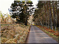 Forest Road near Nethybridge