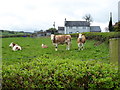 Cows, Kilstrule