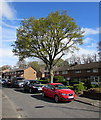 Tree and cars, Beaumaris Way, Llanyravon, Cwmbran