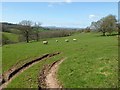 Sheep grazing near Brook Farm