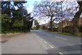 TM4289 : B1062 St. Mary's Road, Beccles by Geographer