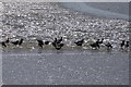 SZ8797 : Black-tailed Godwits and a Redshank on the mudflats by Rob Farrow