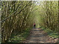 SU7911 : Path in coppiced woodland by Chris Gunns