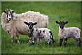 Sedgemoor : Grassy Field & Sheep