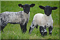 Sedgemoor : Grassy Field & Lambs