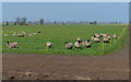 Sheep next to Carr Lane