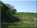 Crop field and hedgerow