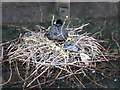 Nesting Coot, New River Loop, Enfield