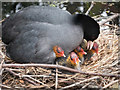 Coot Family, New River Loop, Enfield