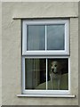 Dog in a window at Moelfre