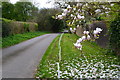 Blossom in Hawthorn Lane