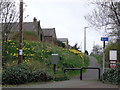 Daffs blowing in breeze,Leadgate County Durham.