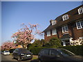 House and blossom on Meadway