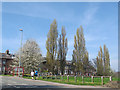 Poplars on the edge of a playing field