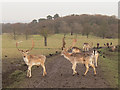 SJ7581 : Young deer in Tatton Park by Stephen Craven