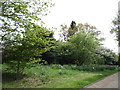 Trees, Totteridge Common