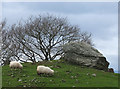 SH8154 : Sheep grazing near Capel Garmon by Gary Rogers