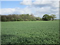 A small area of woodland close to Barmby Ferry Road