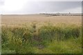 NU1331 : Barley, Adderstone Mains by Richard Webb