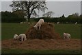 Lamb gang at Newton Grange Farm, Walcot