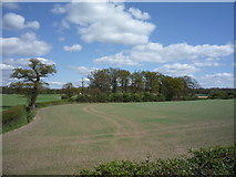 TQ2398 : Crop field towards woodland by JThomas
