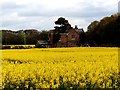 Sunnyfield cottage and field of rapeseed